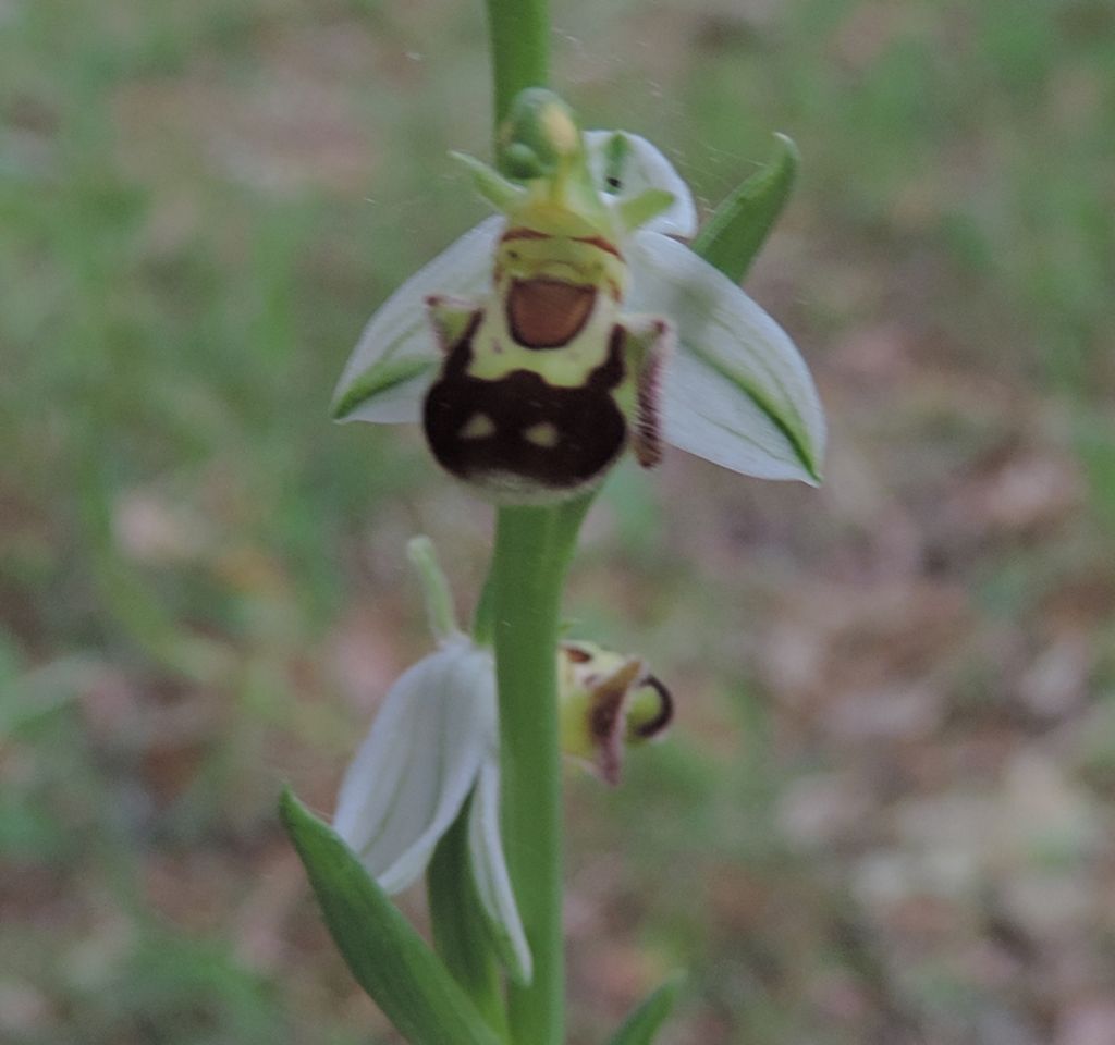 Ophrys apifera